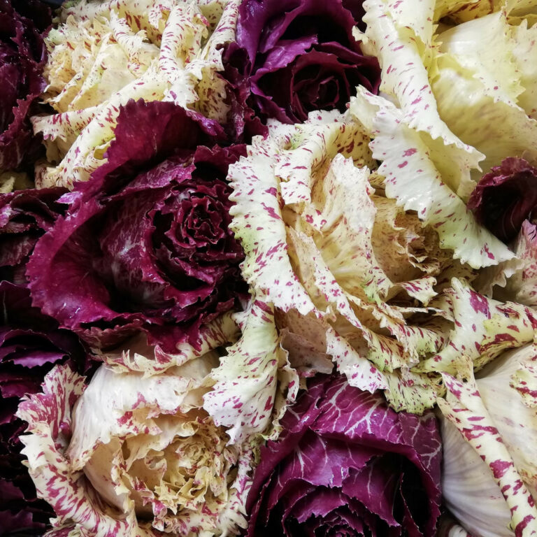 Radicchio Rosa Fior di Maserà