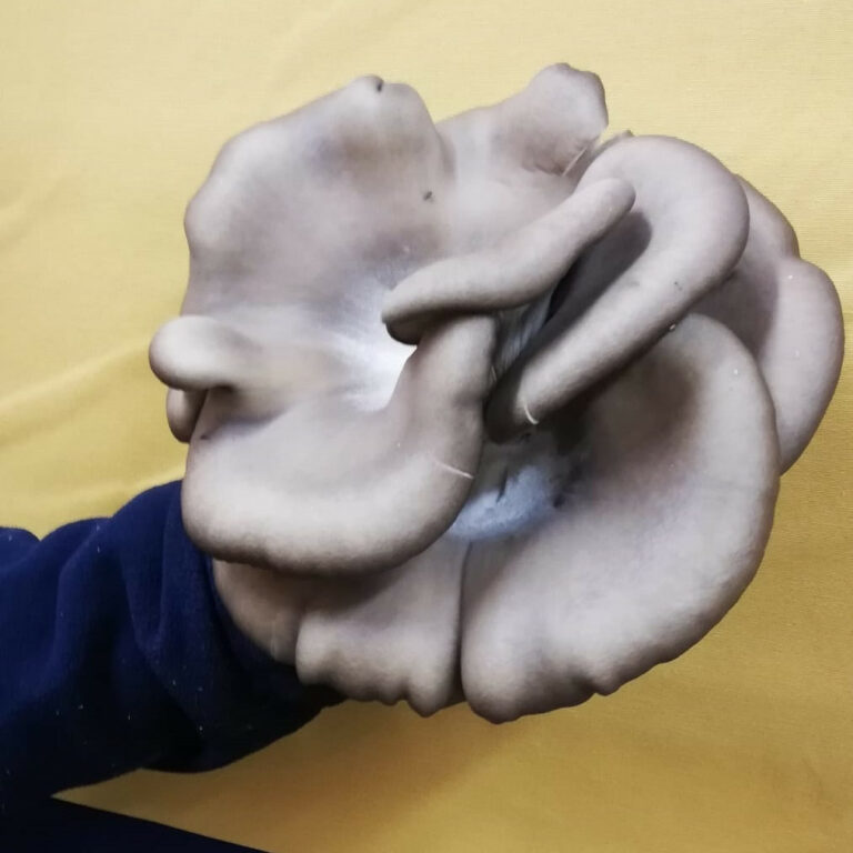 Sbrise Legnaro Frutta