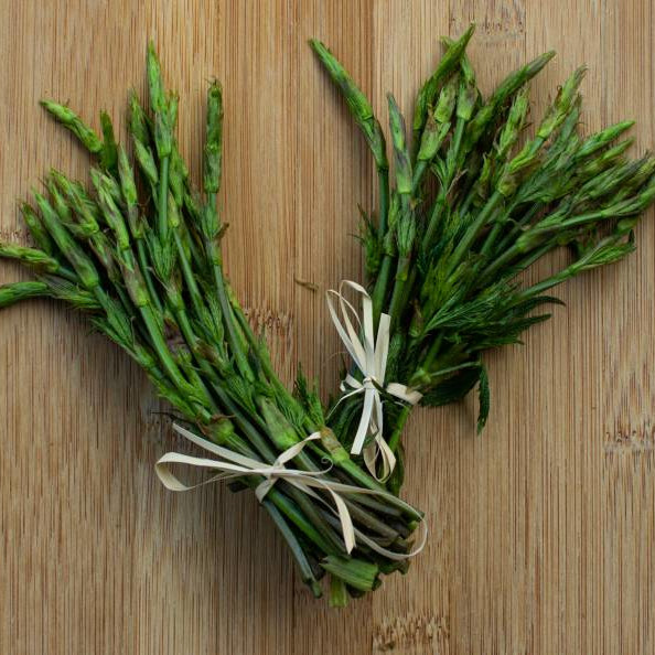 Bruscandoli: germogli di luppolo selvatico