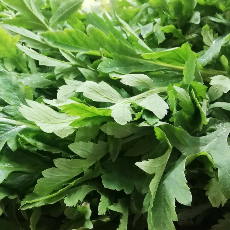 Rosole: i germogli di papavero